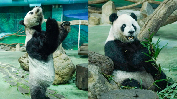 大熊貓團團生病