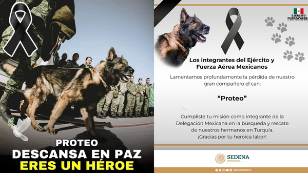 墨西哥狗狗Proteo罹難