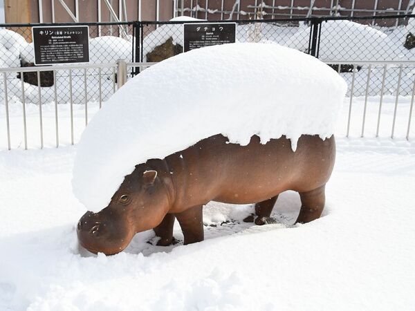 日本限定河馬壽司