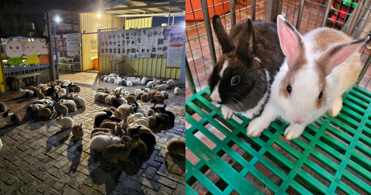 收養400隻棄養兔！「蕭家大院」狂被檢舉　怒發聲：確定不養了