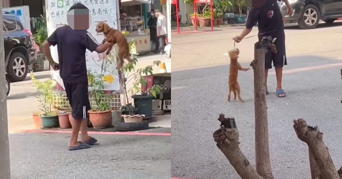 台中國小男童當街虐狗！「恐怖黑歷史」遭起底　受害狗狗現況曝光